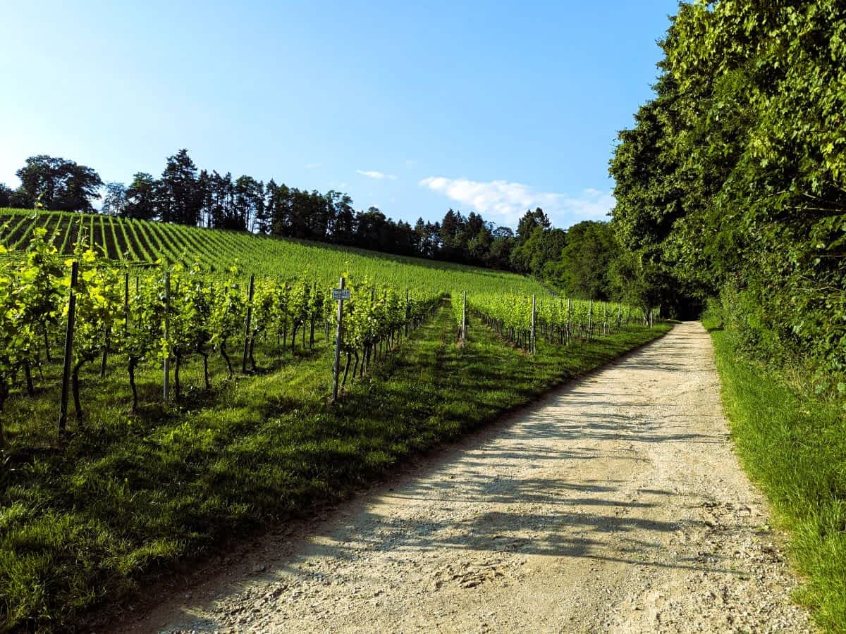 Gut begehbare Wege führen an Weinreben vorbei 